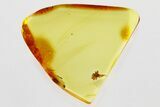 Small Detailed Fossil Spider (Araneae) In Baltic Amber #335784-1